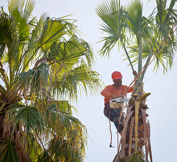 Palm Tree Trimming in Loris, SC